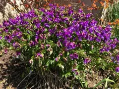 spring vetch thumbnail 4
