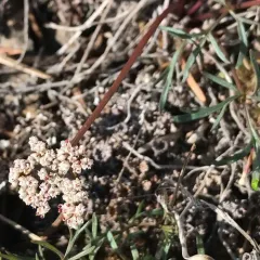 Geyer's Desert-parsley thumbnail 2
