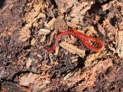 Strigamia bothriopus thumbnail 2
