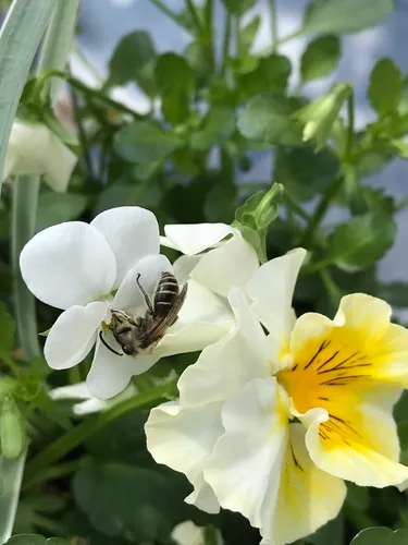 Blueberry Cellophane Bee