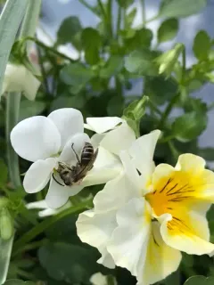 Blueberry Cellophane Bee thumbnail 1