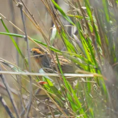 LeConte's Sparrow thumbnail 4
