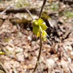 eastern leatherwood thumbnail 4