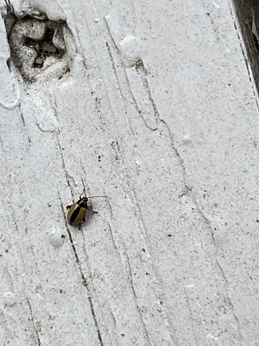 Horseradish Flea Beetle