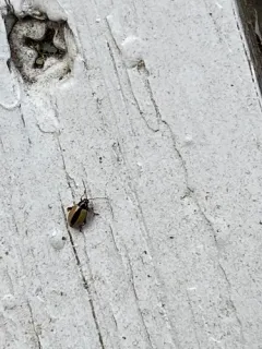 Horseradish Flea Beetle thumbnail 1