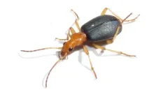 Brachinus janthinipennis thumbnail 2