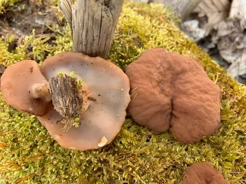 Discina warnei