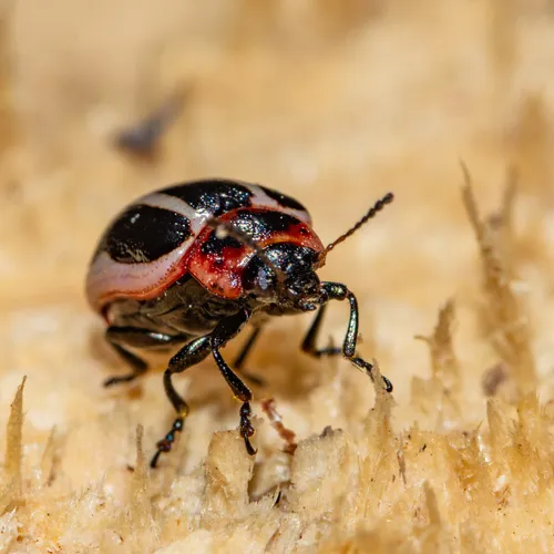 Coreopsis Beetle