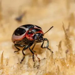 Coreopsis Beetle thumbnail 1