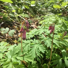 Pacific Bleeding Heart thumbnail 4