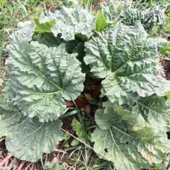 Rhubarb thumbnail 2
