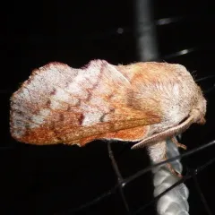 American Lappet Moth thumbnail 3