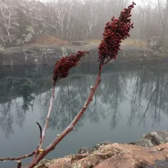smooth sumac thumbnail 2