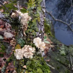 crimped gill thumbnail 3