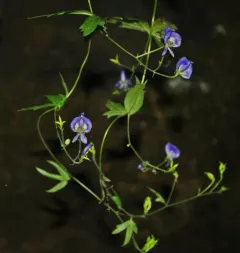 Northern Blue Monkshood thumbnail 1