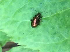 Altica kalmiae thumbnail 2