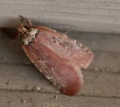 Walsingham's Agonopterix Moth thumbnail 3