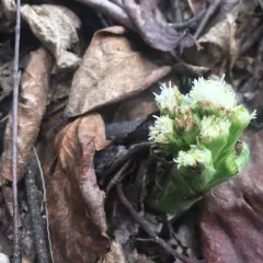 Arctic Butterbur thumbnail 2