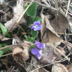 hookedspur violet thumbnail 4