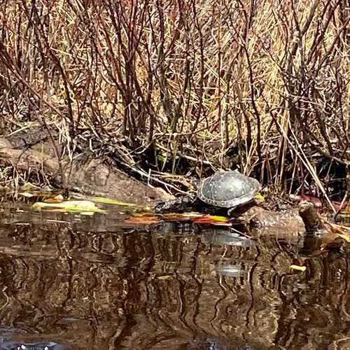 Spotted Turtle