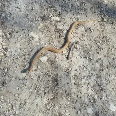 DeKay's Brownsnake thumbnail 3