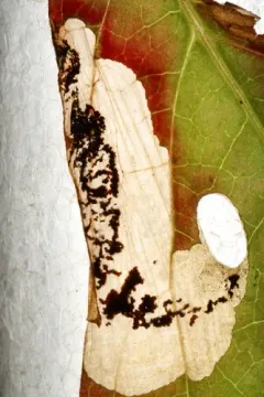 Aspilanta viticordifoliella thumbnail 4