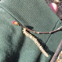 beaked hazelnut thumbnail 4