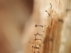 King Pin thumbnail 3