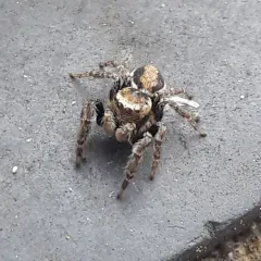 Proszynski's Jumping Spider thumbnail 1