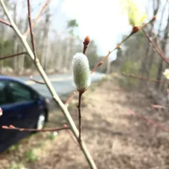 pussy willow thumbnail 4