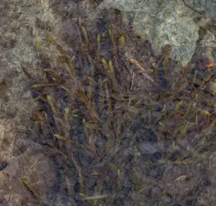 Willow Moss thumbnail 2