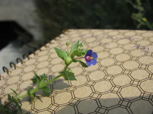 Blue Scarlet Pimpernel