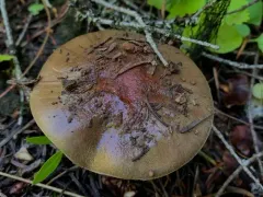 Calonarius cupreorufus thumbnail 1
