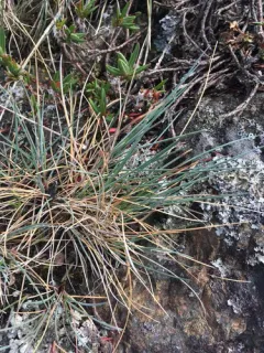 Sand Fescue thumbnail 2