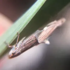 Amphigonalia gothica thumbnail 2