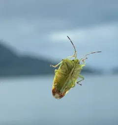 Birch Shield Bug thumbnail 3