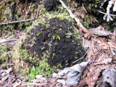 Beaded Jellyskin Lichen thumbnail 2