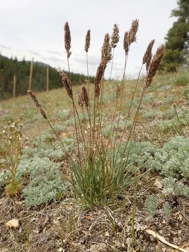 Oriental Junegrass
