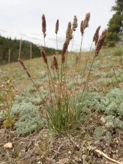 Oriental Junegrass thumbnail 1