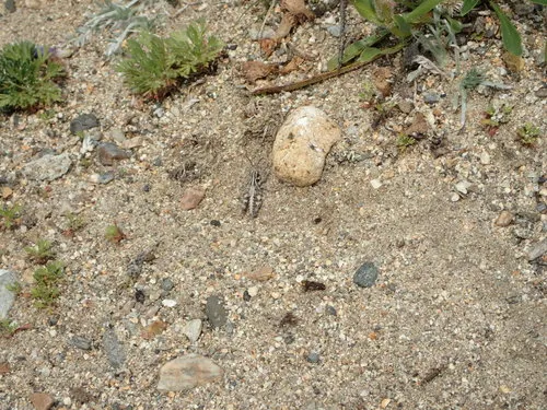 Yukon Grasshopper