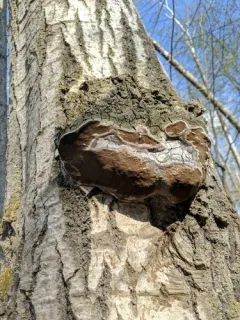 Phellinus alni thumbnail 2