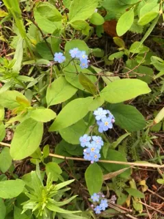 Alpine forget-me-not thumbnail 4