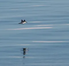 Great Shearwater thumbnail 2