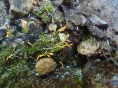Trematodon ambiguus thumbnail 4