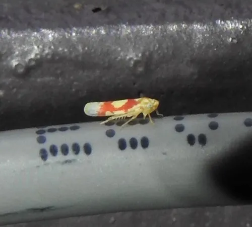 Red Apple Leafhopper