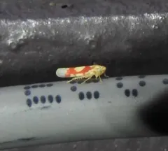 Red Apple Leafhopper thumbnail 1