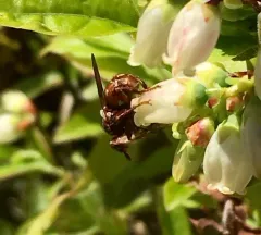 Myopa vicaria thumbnail 2
