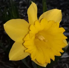 wild daffodil thumbnail 3