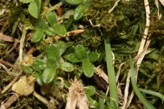 Lophodermium abietis thumbnail 3