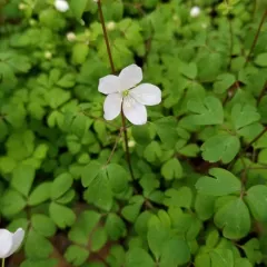 false rue anemone thumbnail 3